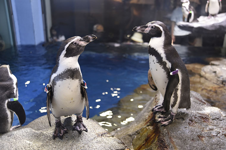 新江ノ島水族館