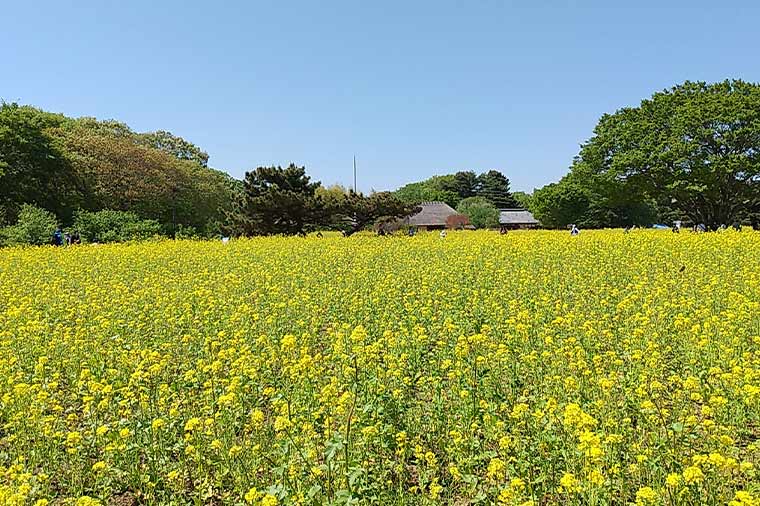 ひたち海浜公園・菜の花
