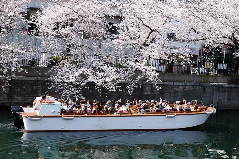 大岡川お花見クルーズ