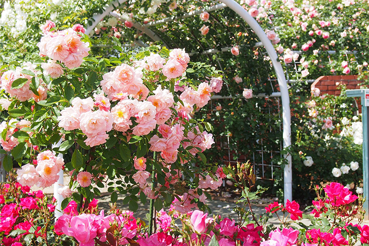 ハーブ庭園旅日記勝沼（5月上旬・早咲きバラ）