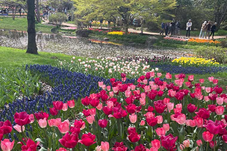 昭和記念公園チューリップ