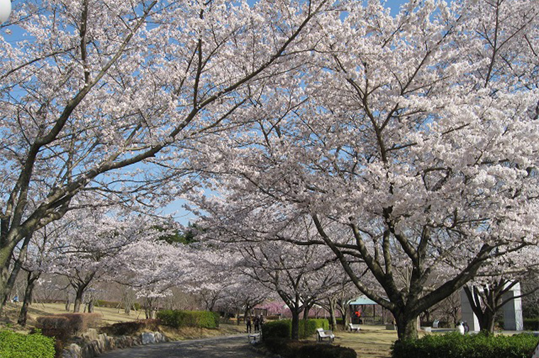 常陸風土記の丘・ソメイヨシノ