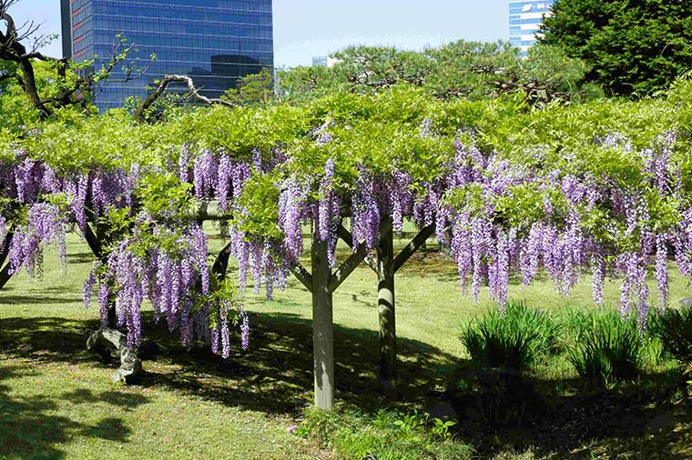 浜離宮恩賜庭園（春・藤の花）