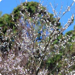 子福桜