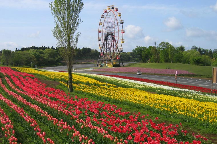 東京ドイツ村・チューリップ