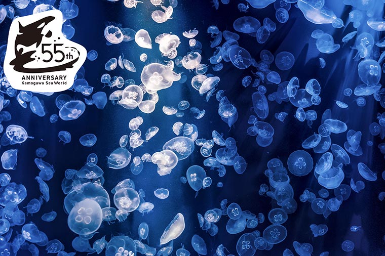 鴨川シーワールド・クラゲ