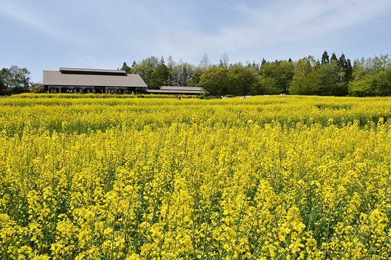 国営みちのく杜の湖畔公園・菜の花