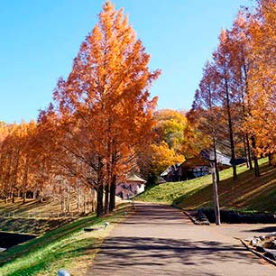 トーベヤンソン紅葉