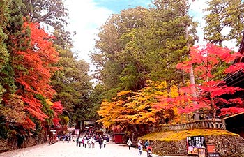 秋の日光