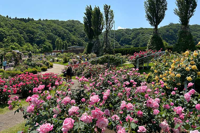 越後丘陵公園・バラ