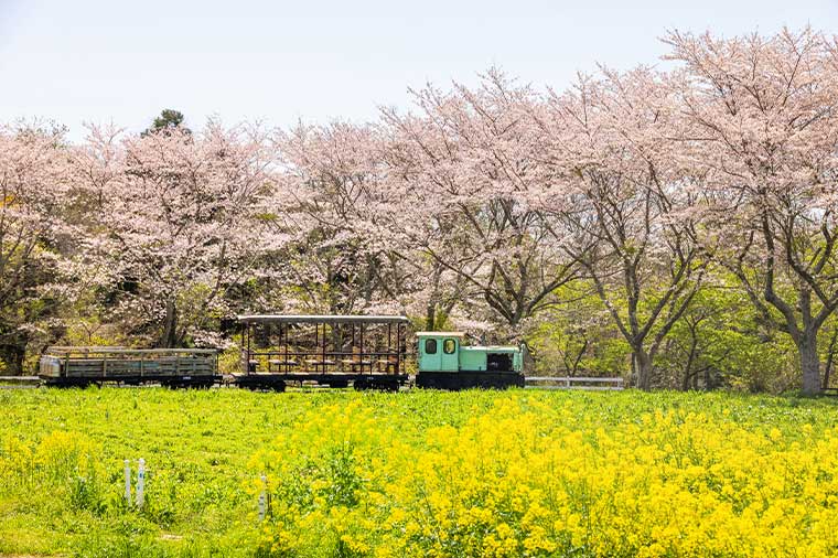成田ゆめ牧場・さくらと菜の花