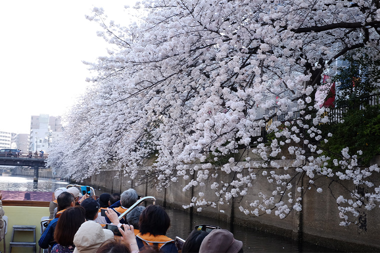 大岡川お花見クルーズ