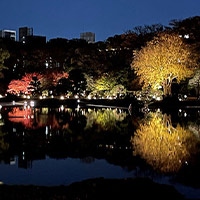 六義園・ライトアップ