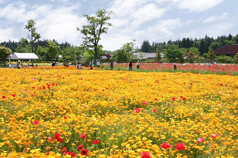牛久大仏・花畑