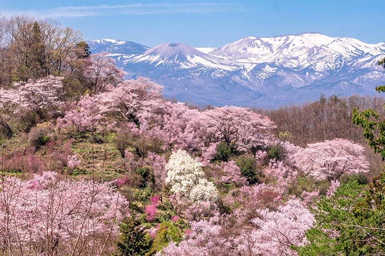 花見山公園