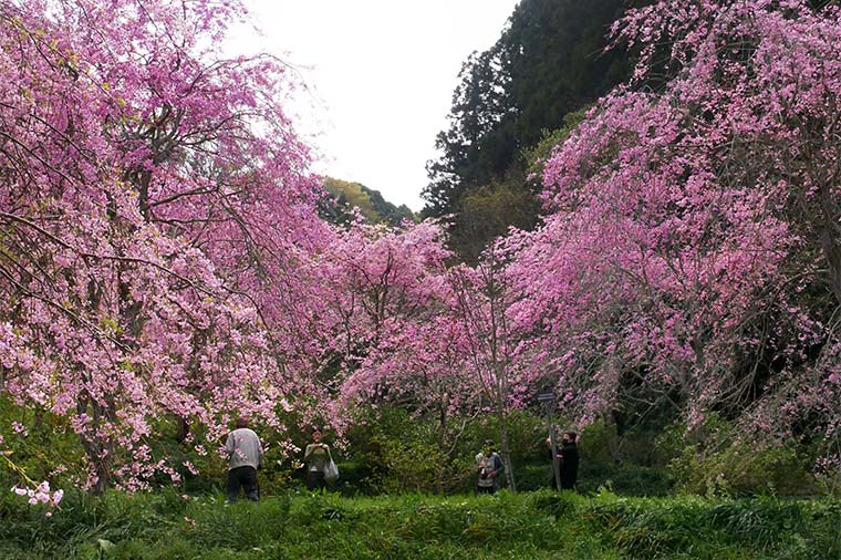鋸南町桜まつり・しだれ桜
