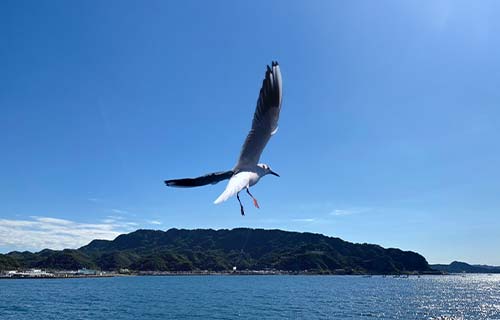 東京湾フェリーカモメ