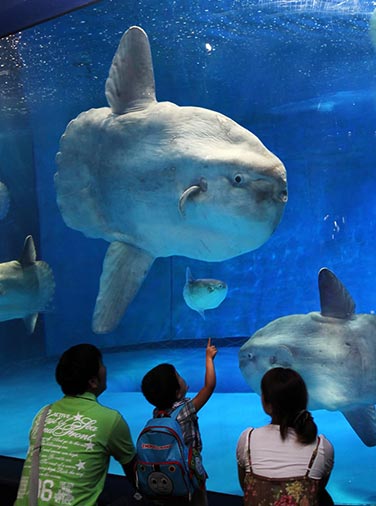 アクアワールド茨城県大洗水族館・マンボウ