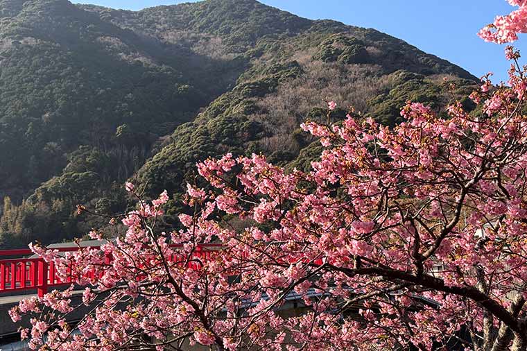 河津桜