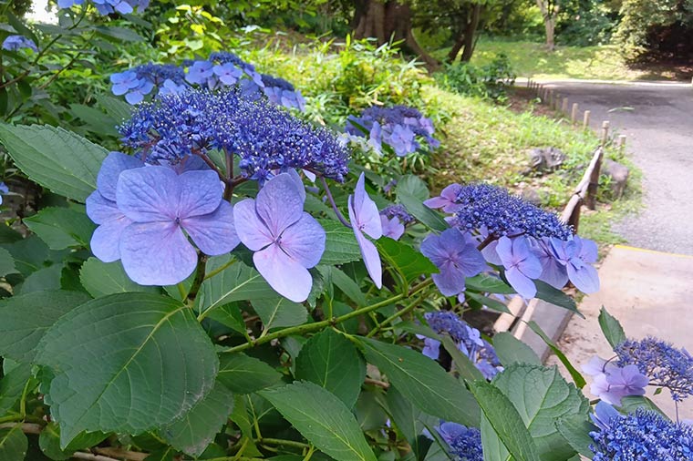 浜離宮恩賜庭園・アジサイ