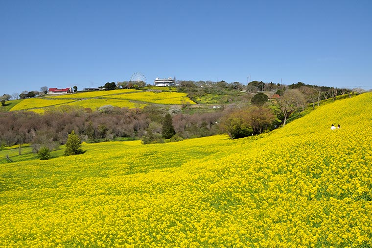 マザー牧場・菜の花