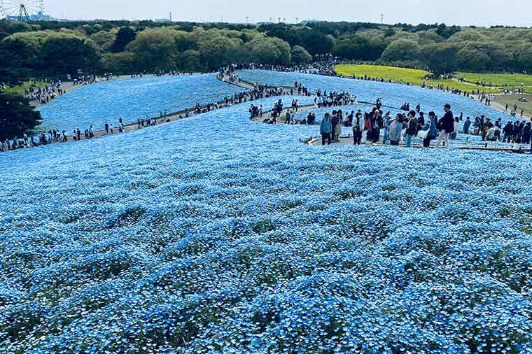 ひたち海浜公園