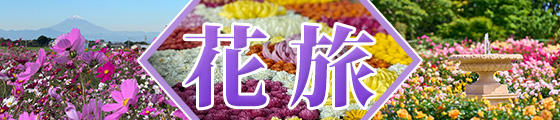 秋の花（コスモス・菊・バラ）旅特集2025