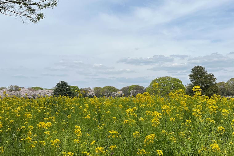 昭和記念公園桜と菜の花