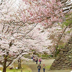 小諸城址・桜