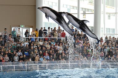 アクアワールド茨城県大洗水族館・イルカショー
