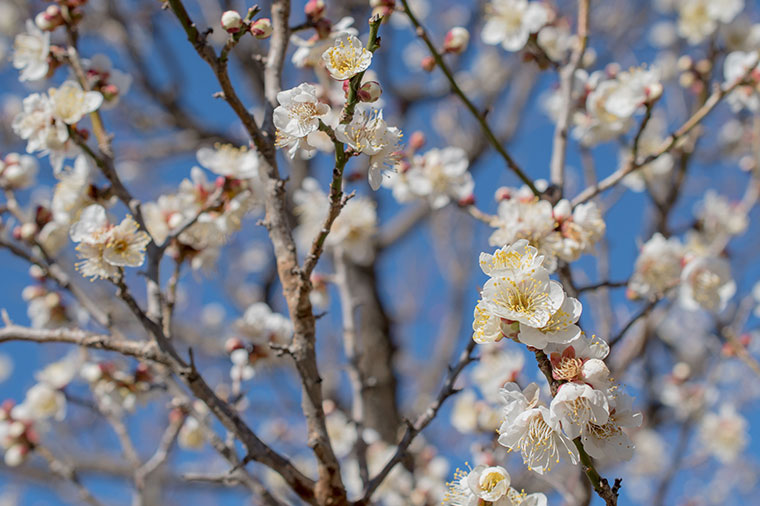 国営昭和記念公園・梅