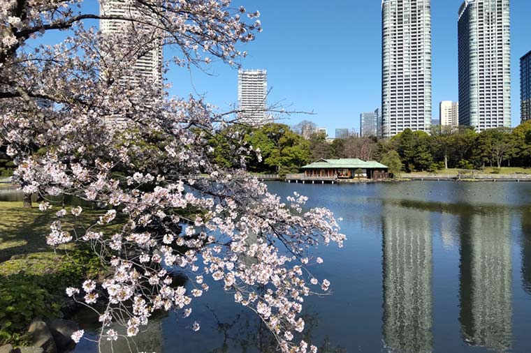 浜離宮恩賜庭園・桜