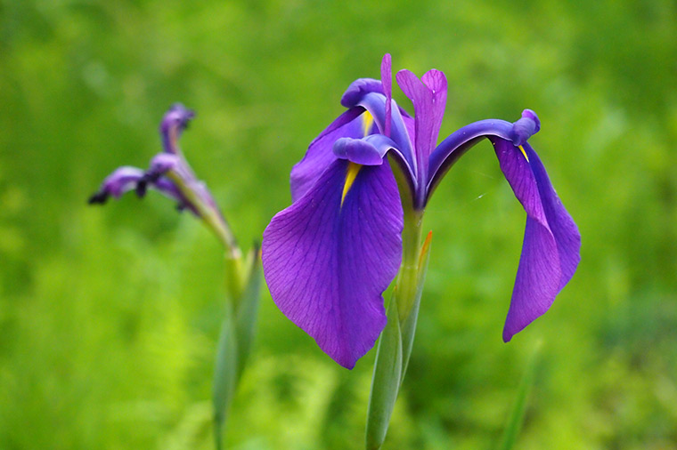 箱根湿生花園・ノハナショウブ