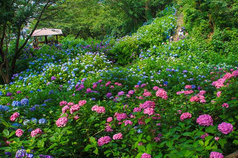 下田あじさい祭り