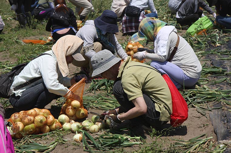 白子玉ねぎ狩り