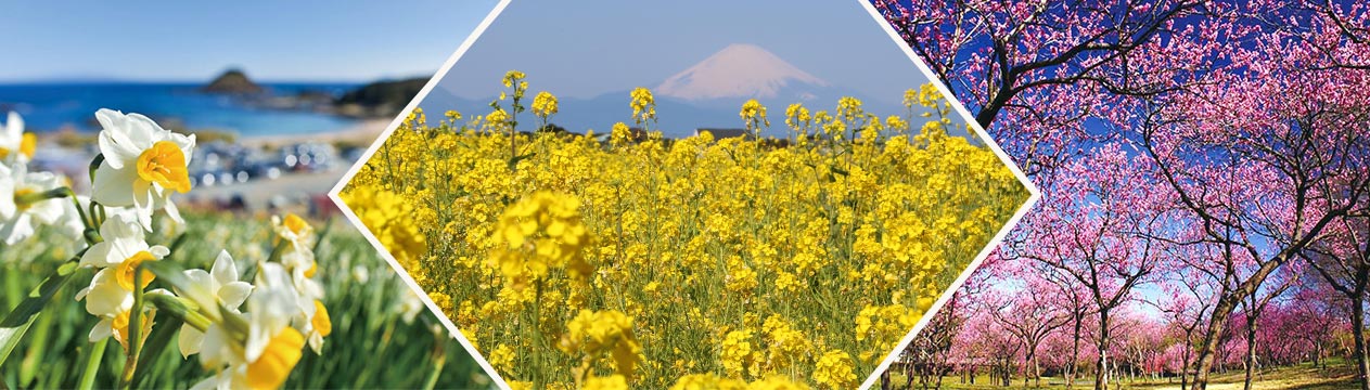 水仙・菜の花・桃