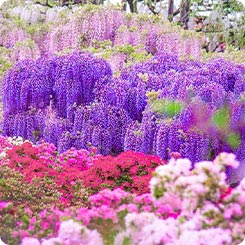 あしかがフラワーパーク