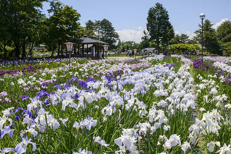長井あやめ公園