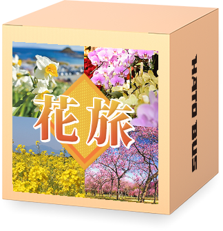 冬・初春の花特集