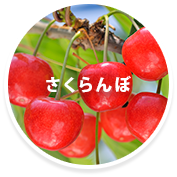 さくらんぼ狩り