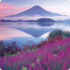 河口湖ラベンダー