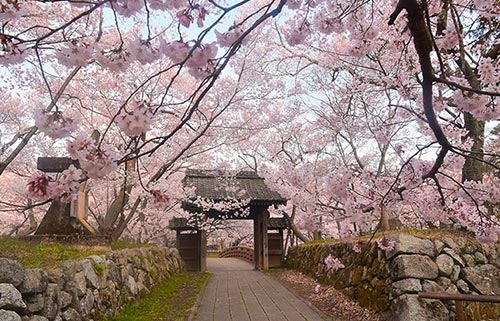 高遠城址公園・桜