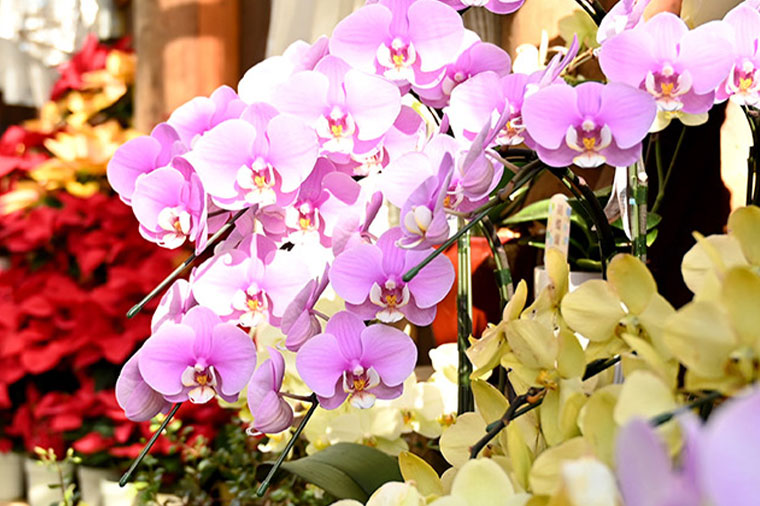 ハーブ庭園旅日記