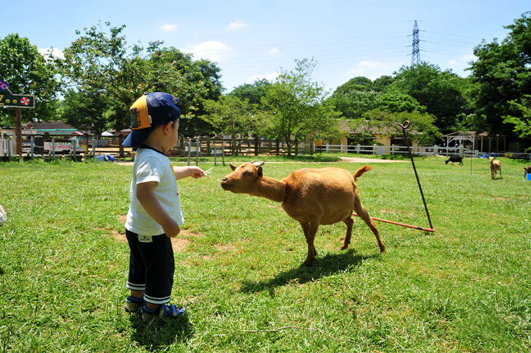 成田ゆめ牧場・ひつじ