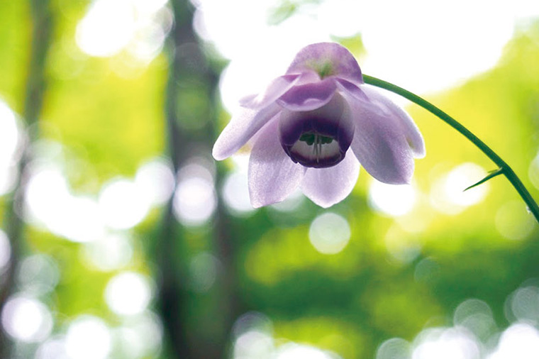 箱根湿生花園・レンゲショウマ