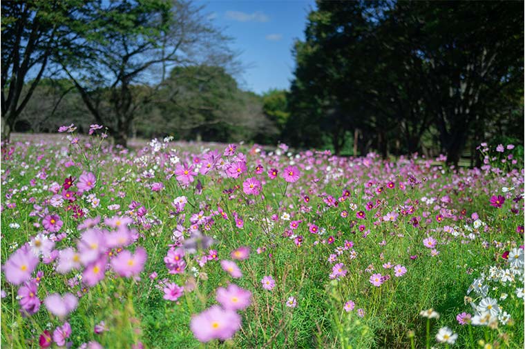 国営昭和記念公園・センセーション