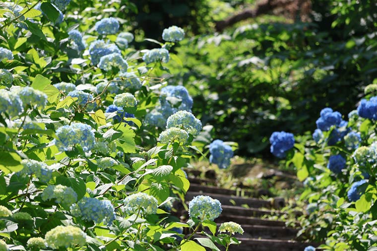 越後丘陵公園・あじさい