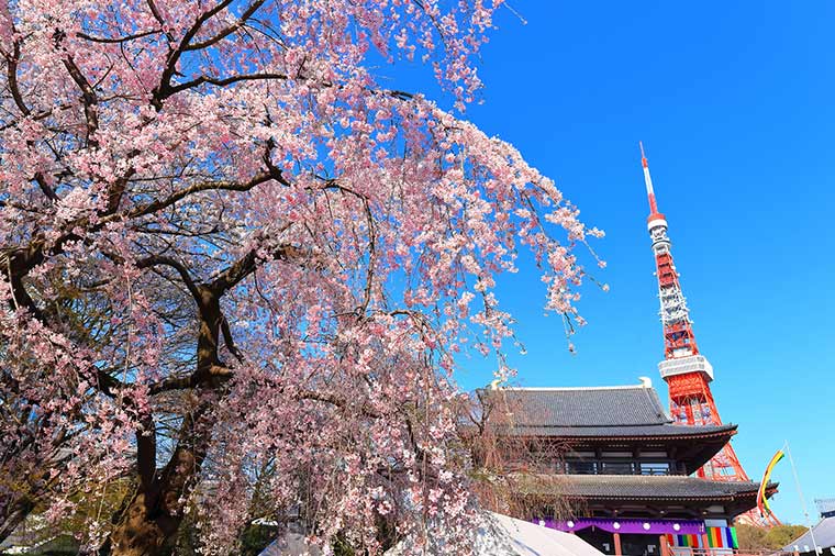増上寺と東京タワーと満開の桜
