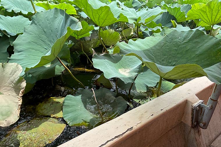 館林花ハスクルーズ
