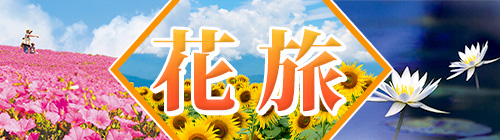 夏の花（桃色吐息・ひまわり・睡蓮）旅特集2025